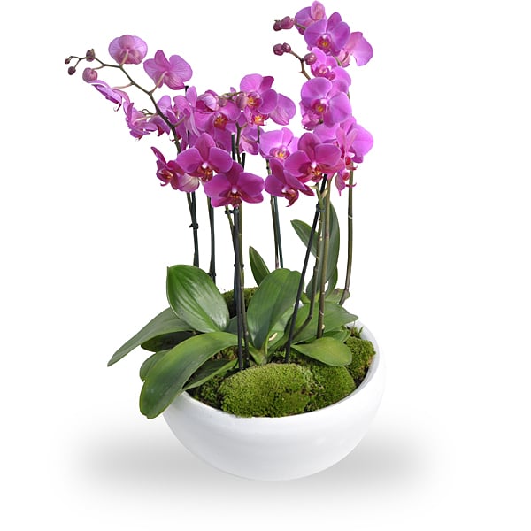 Behandeling Kaliber Noordoosten Orchidee schaal roze bestellen en bezorgen - Topbloemen.nl